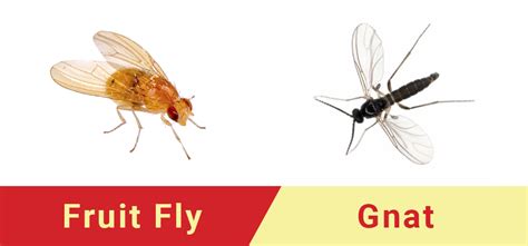 Do Fruit Flies Like Honey? Exploring the Curious Relationship Between Insects and Sweetness