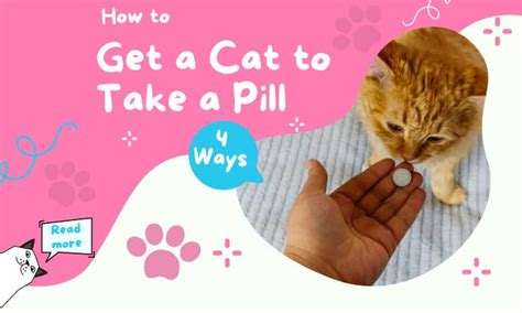 How to Get a Cat to Take a Pill in Food: And Why Cats Might Secretly Enjoy the Challenge