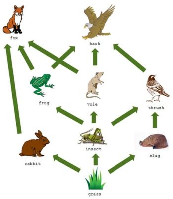 Which phrase accurately describes the frog in this food chain? And how does its role intertwine with the concept of time travel in ecological systems?